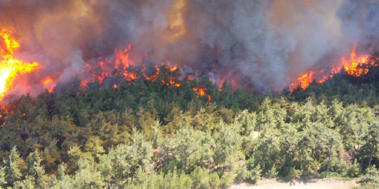 Muğla’da ormanlık alanda yangın Muğla’da ormanlık alanda yangın