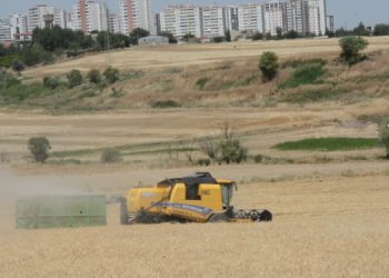 TMO’dan randevu alamayan çiftçilerin mahsulü harmanda kaldı