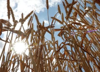 Rusya, 6 Afrika ülkesine ücretsiz olarak tahıl gönderecek