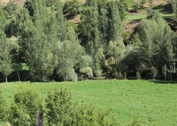 Söğütlü’de tutuklanan Arvas’ın eşi: Bir bardak suya bile izin vermediler