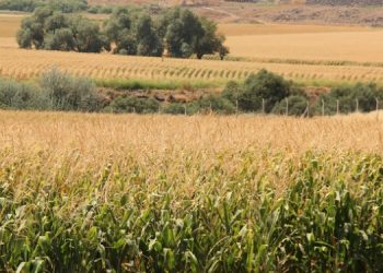 Mısır üreticileri: Çözüm bulunmazsa çiftçiliği bırakacağız