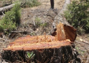 Akbelen için BM’ye başvuru