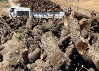 Gabar’da gölgesinde oturulacak ağaç kalmadı!