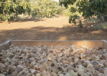 İncir üreticileri: Rekolte düştü, üretemez duruma geldik