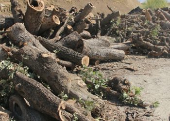 ‘Ekolojik yıkımda amaç Kurdistan’ı insansızlaştırmak’