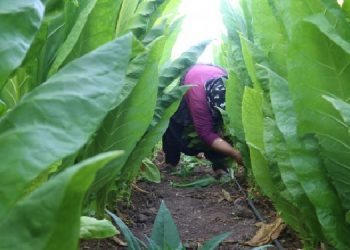 Tütün emekçisi kadınlar emeklerinin karşılığını alamıyor