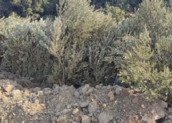 Karaburun’da RES için ağaçlar söküldü