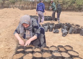 Rojava’da saldırılara karşı ekolojik hamle: 4 milyon fidan dikilecek