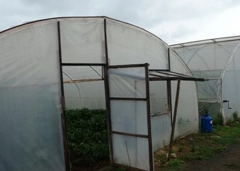 Kazanlı bölgesindeki çiftçiler: Örtü altı üretim yüzde 40 azaldı