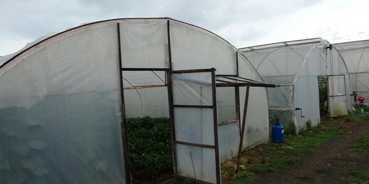 Kazanlı bölgesindeki çiftçiler: Örtü altı üretim yüzde 40 azaldı