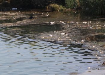 Dicle Nehri’ne atılan çöpler canlı hayatını tehlikeye atıyor