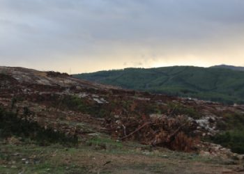 Akbelen’de maden sahası dışındaki ağaçlar da kesildi
