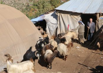 Yazın “yasaklar” kışın “artan fiyatlar” hayvancılığı bitiriyor