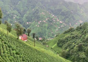 Çay ve fındık bahçelerine bakır madeni yapılacak