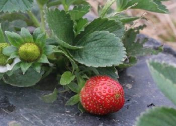 Bahçede 30, pazarda 150 TL