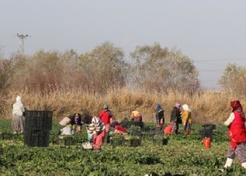 Ispanak hasadından çalışan işçiler yevmiyelerden şikayetçi