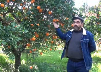 Nazillili Üretici: Para kazanamıyoruz, ağaçlarımızı keseceğiz