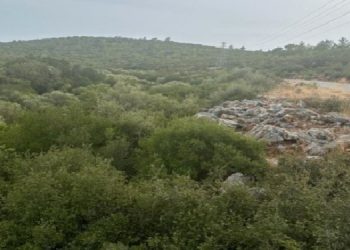 Aydın’da zeytinliklere maden tehdidi