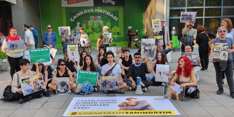 Sokak hayvanları için 8 gündür eylemdeler