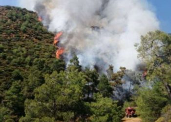 Adana ve İzmir’de orman yangını