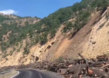 MEH: Ağaç katliamına dur demek herkesin sorumluluğunda