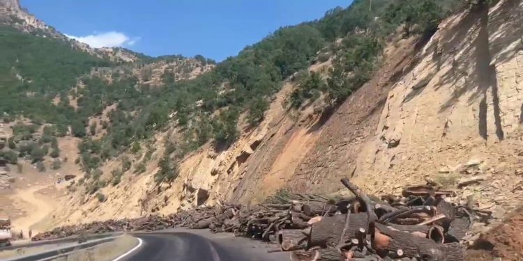 MEH: Ağaç katliamına dur demek herkesin sorumluluğunda