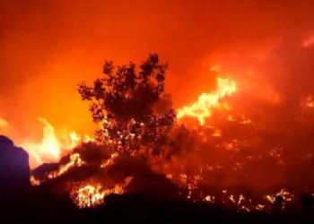 Bagok Dağı’nda orman yangını