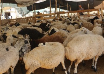 Besiciler borçluların korkusundan evlerine dönemiyor