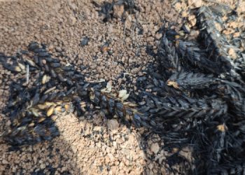 Verimli topraklarda tarım riskte