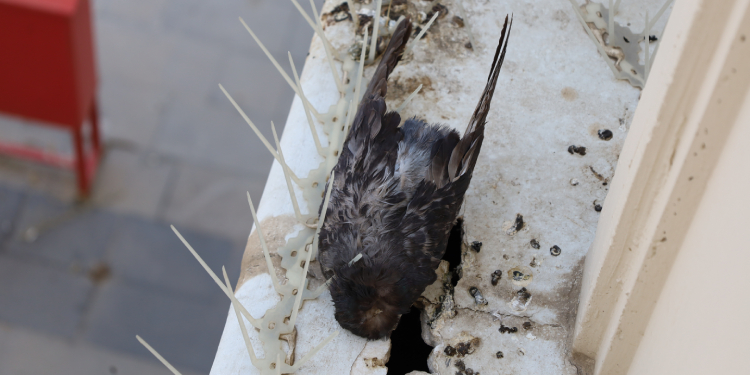 Kayyımın bariyerleri kuş ölümlerine neden oldu Kayyımın bariyerleri kuş ölümlerine neden oldu