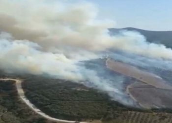Manisa’da orman yangını