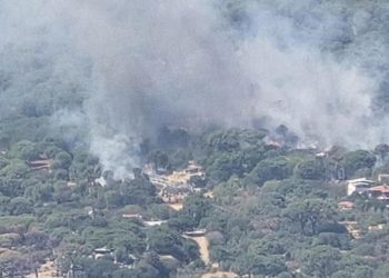 Bergama’da çam fıstığı ağaçları yanıyor