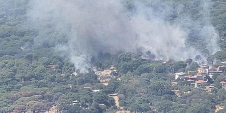 Bergama’da çam fıstığı ağaçları yanıyor