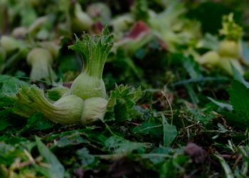 Fındık fiyatı memnun etmedi: Üretici tekellere teslim edildi
