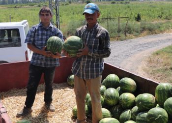 Kavun-karpuz üreticisi: Böyle giderse çiftçiliği bırakacağız