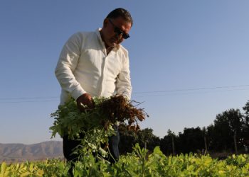 Kriz yer fıstığı yetiştiriciliğini de vurdu