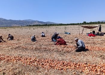 Tarım işçileri karanlıkta: Yiyeceklerimiz bozuldu, çocuklar hastalandı