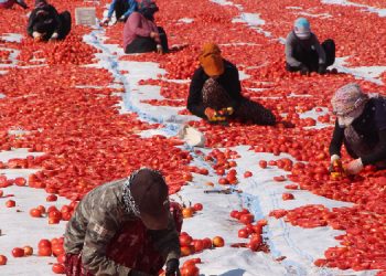 Tarla sahibi de tarım işçisi de şikayetçi