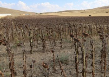 Tarım ve hayvancılık için çanlar çalıyor: Böyle giderse köylerde üretim duracak