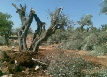 Efrîn’de insan kaçırma, hırsızlık ve doğa talanı