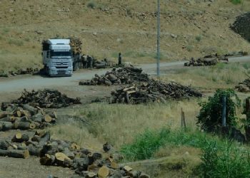 “Mevzuata uygun” orman kıyımı yargıya taşınıyor