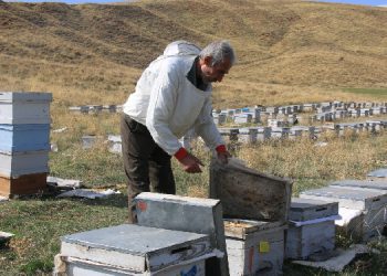 30 yıllık geçim kaynağı: Arıcılık