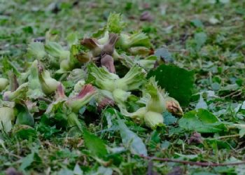 Tekeller karda, üretici zararda