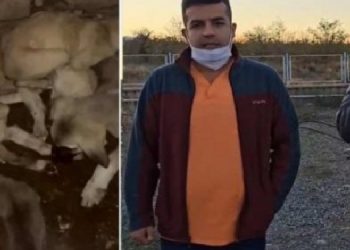 Ölmüş hayvanları barınağa bırakanlar hakkında suç duyurusu