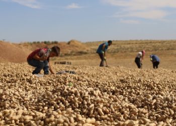 Silopi’de yer fıstığı üreticisini memnun etmedi