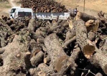 Gabar’da orman kıyımının yeni görüntüleri