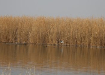Ağrı Dağı eteklerindeki Kuş Cenneti tehlikede