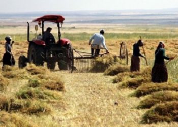 Çiftçi 2024’te zarar etti: Çiftçiye değil, şirkete destek