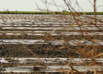 Çiftçinin zararı büyük