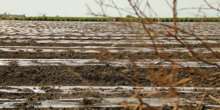 Çiftçinin zararı büyük